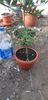 Citrus australasica roz