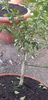 Citrus australasica roz