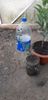 Citrus australasica roz