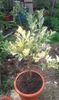 Citrus medica digitata