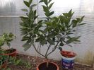 Citrus sinensis sanguinello muscat, plantă mamă
