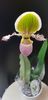 Papiophedilum pinocchio