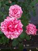 Pink intuition