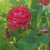 Red intuition
