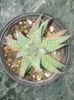 ALOE ARISTATA