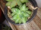 Pachyphytum compactum