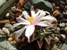 Ariocarpus kotschoubeyanus v. albiflorus