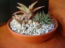Grup de 3 Aloe