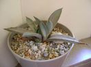 Agave macroacantha
