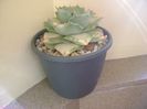 Agave isthmensis cv. Orhi Razin Shirifukurin