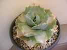 Agave isthmensis cv. Orhi Razin Shirifukurin