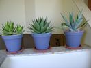 Grup de 3 Agave