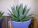 Agave horrida