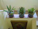Grup de 3 Agave