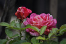 Brocelliande 25_Hybrid Tea._100tall 60 wide