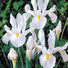 irisi---white-hollandica_parfumat 15