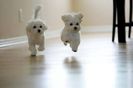 bichon-maltez-dog-puppies-running