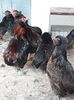 Trei cocoși și 10găini Araucana Willd