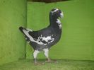 Vandut
