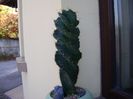 Cereus forbesii cv. spiralis