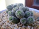 Rebutia cv. sunrise