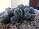 Rebutia cv. sunrise