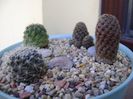 Grup de 4 Rebutia si Sulcorebutia