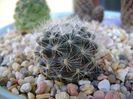 Rebutia flavistyla