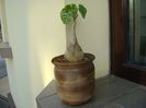 Pyrenacantha malvifolia
