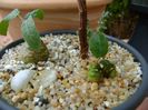Grup de plante cu caudex