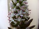 Orostachys erubescens
