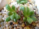 Anacampseros rufescens