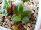 Anacampseros rufescens