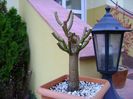 Euphorbia umbellata (Synadenium grantii)