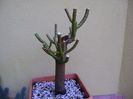 Euphorbia umbellata (Synadenium grantii)