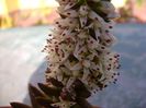 Orostachys erubescens, inflorescenta