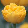 tulip-yellow-pomponette-5396-p