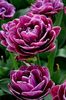 Tulip-Dream-Touch-3_grande