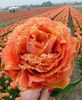 tul_peony_sensual_touch_main