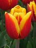 kees-nelis-tulip