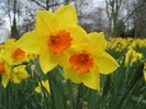 Daffodil-Fortune1