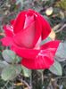 3EB3B476-C875-4B9E-B502-2D7DD7EDB58E