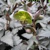 Helleboruss sternii Silver Dollar
