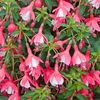 Fuchsia magellanica Lady Thumb