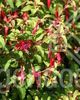 Fuchsia magellanica Riccartonii