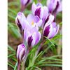 Branduse Spring Beauty