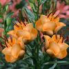 Crin Apricot Fudge