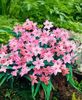 Ipheion Charlotte Bishop