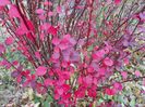 berberis Atropurpurea