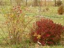 spiraea Magic Carpet